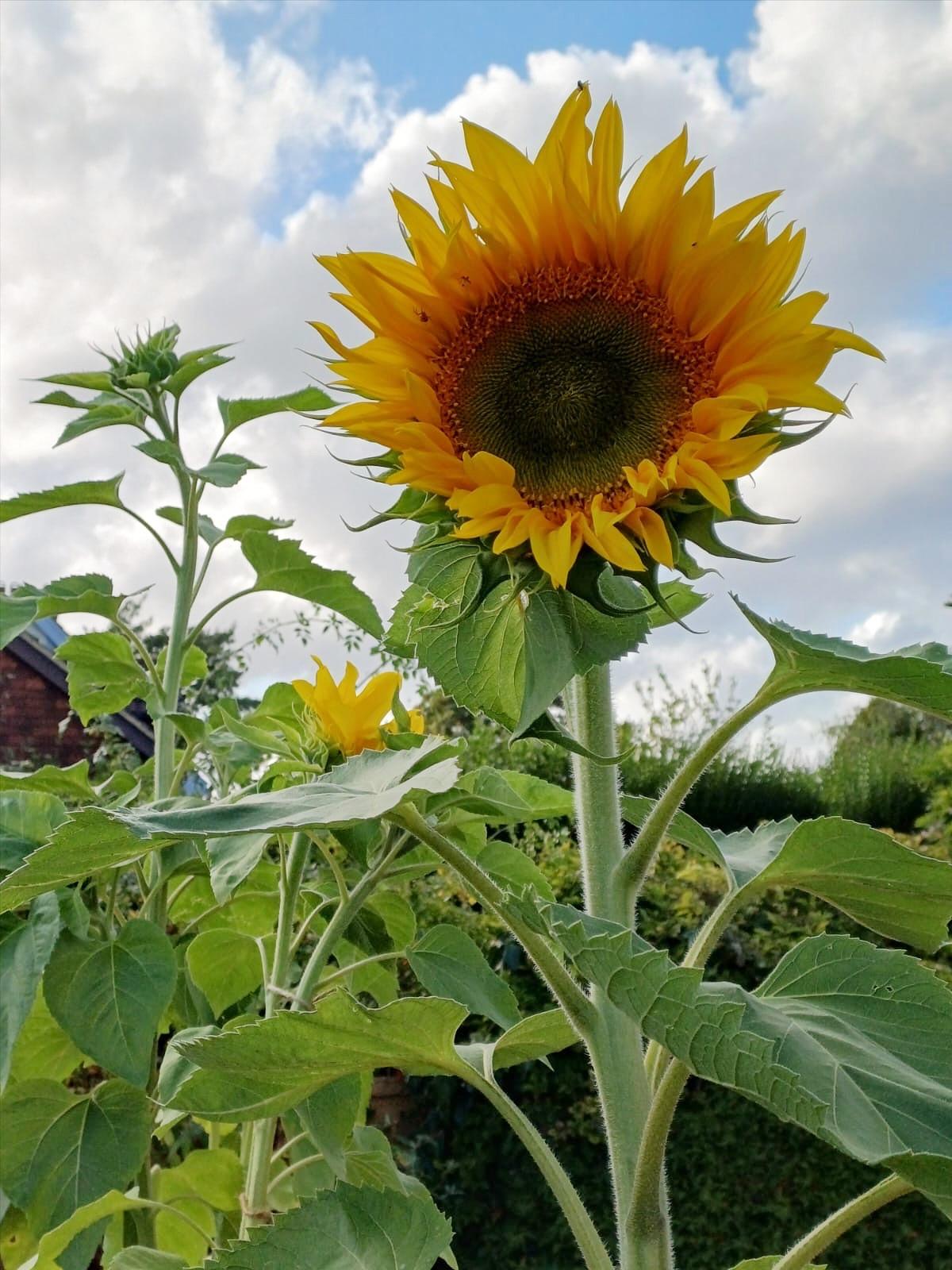 uploads/images/Sunflower Pot