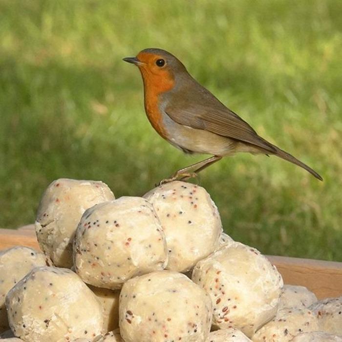 uploads/images/Super Suet Fat Balls With Insect