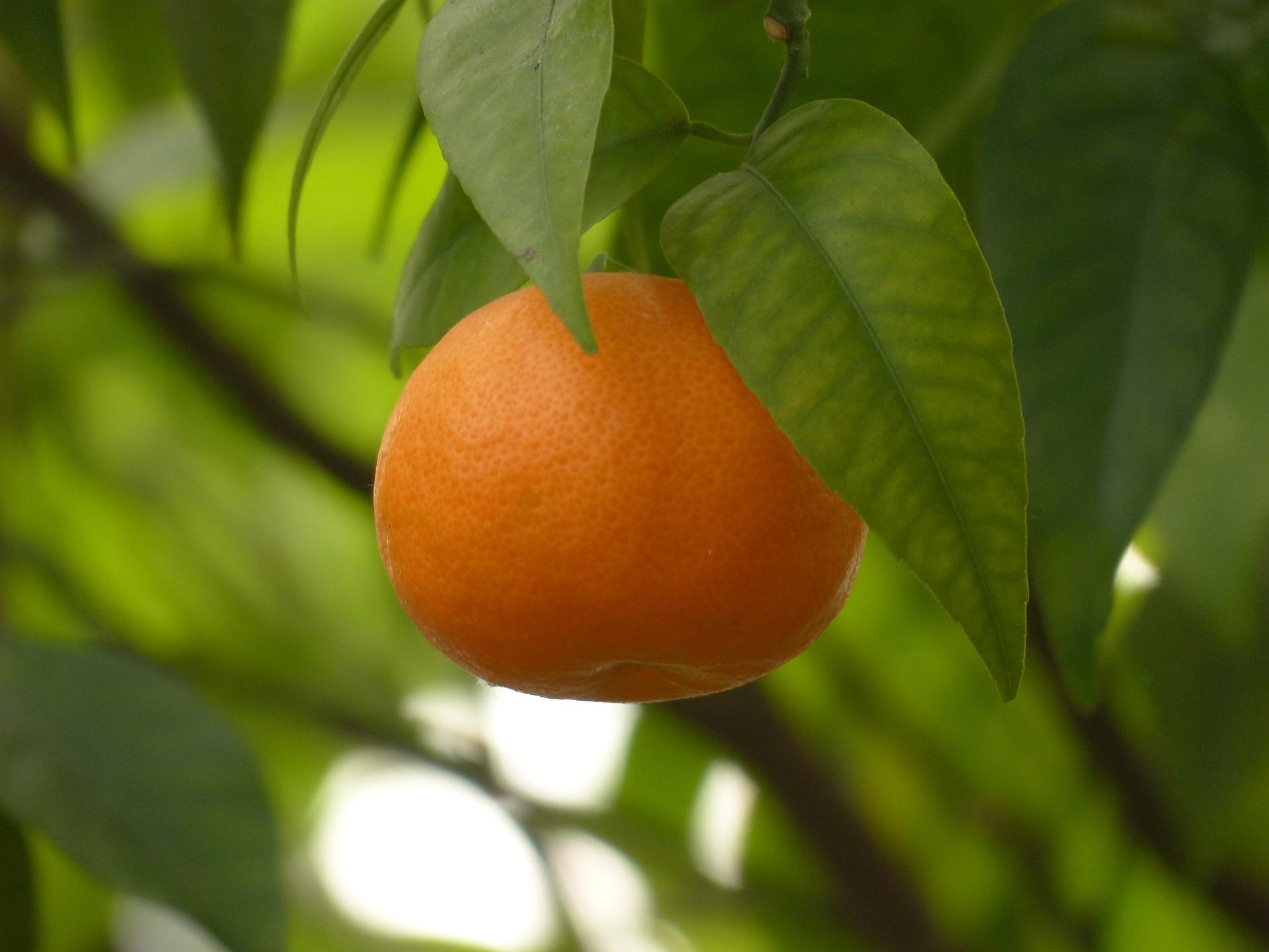 tangerine 93684_1920