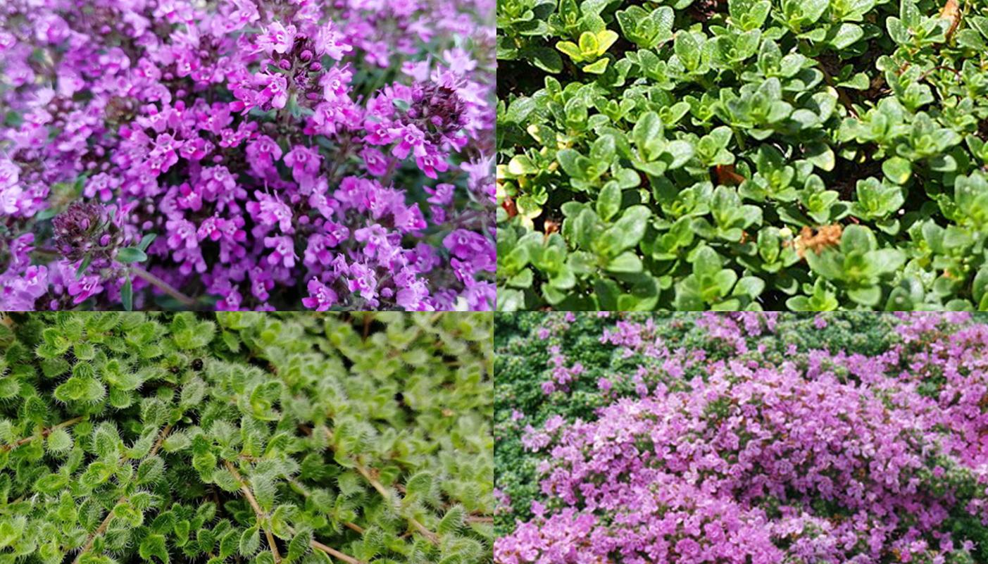 uploads/images/Thyme Lawn Collage