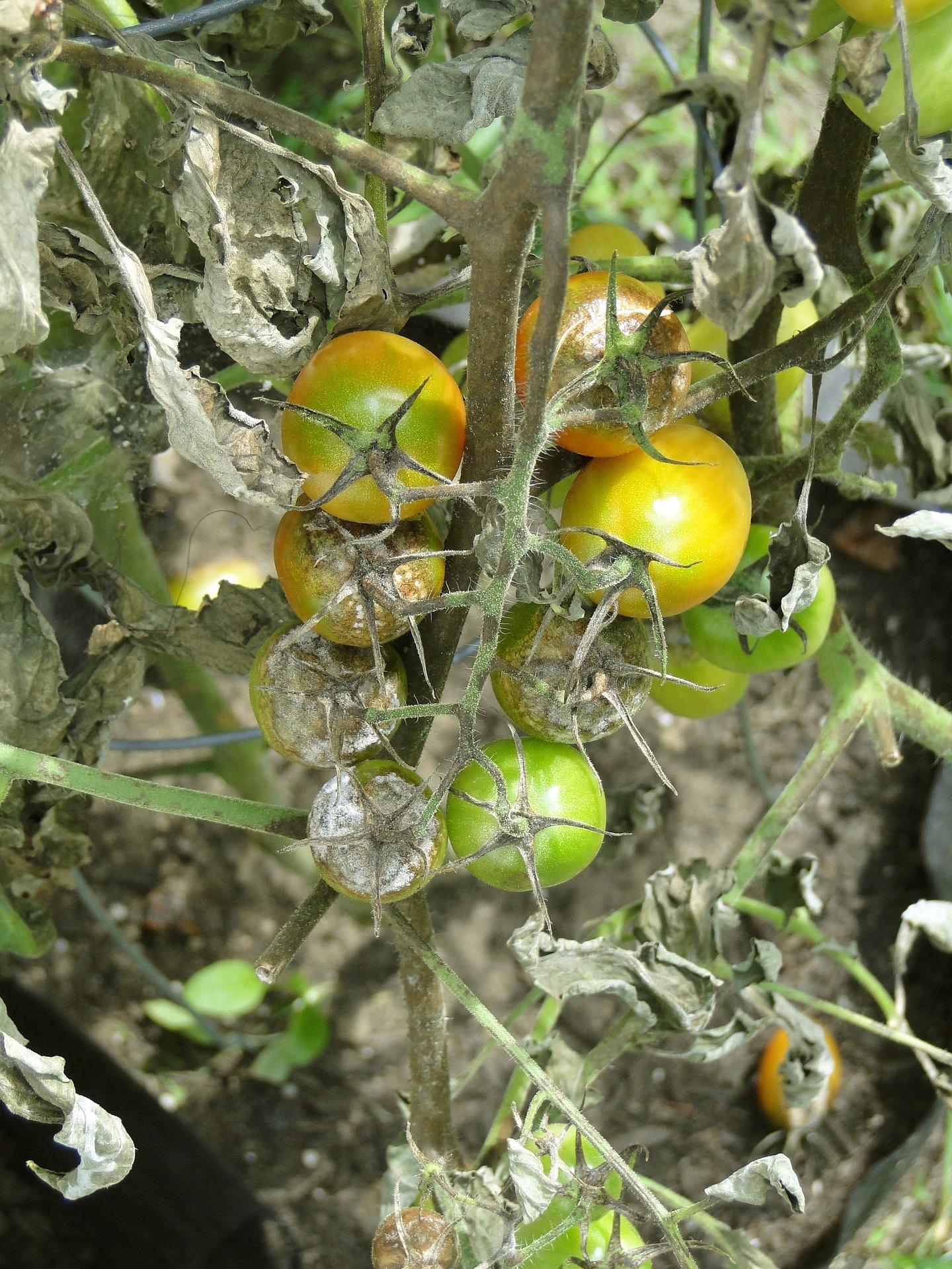 tomato 608290_1920