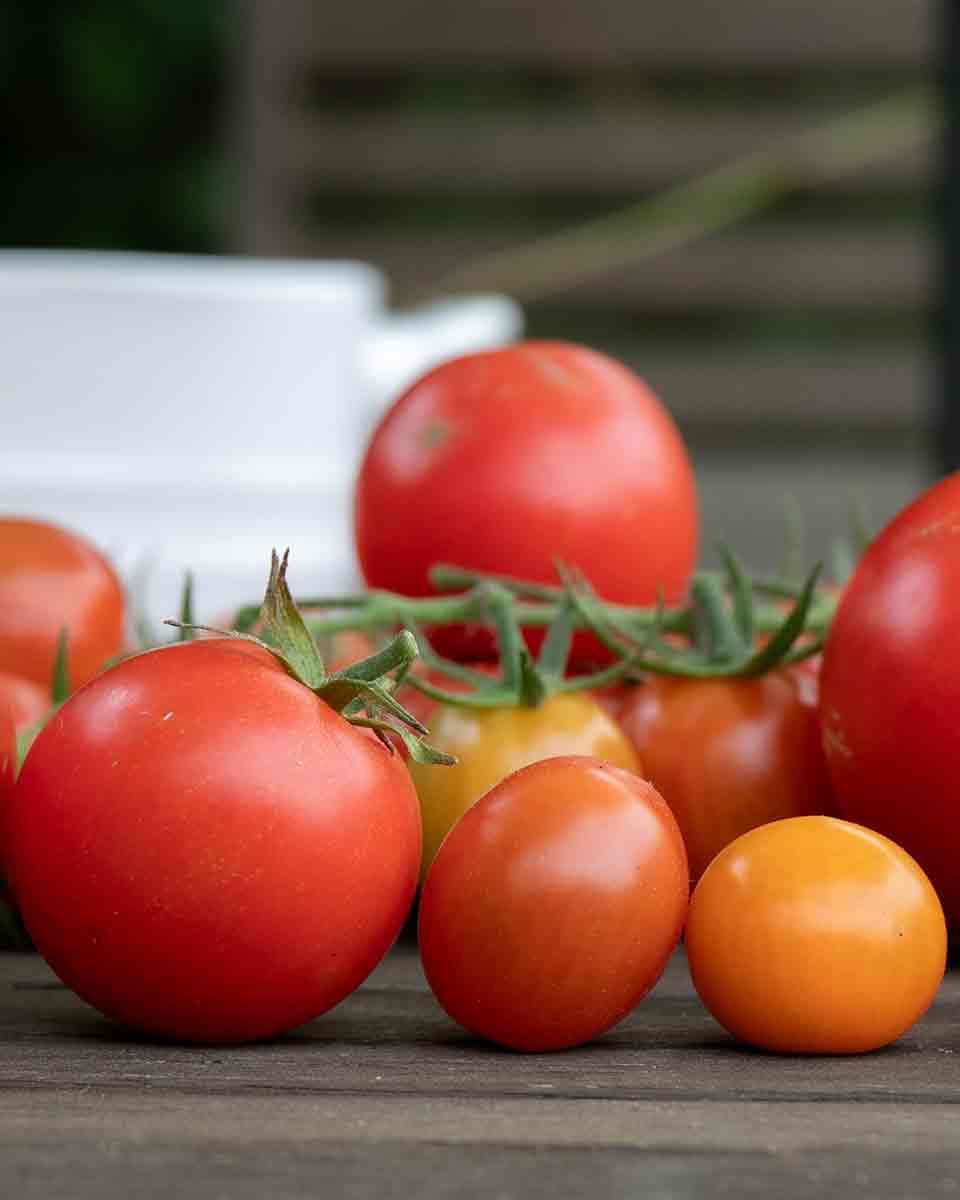 uploads/images/Tomato Mixed Sept 2023 Ih 20c