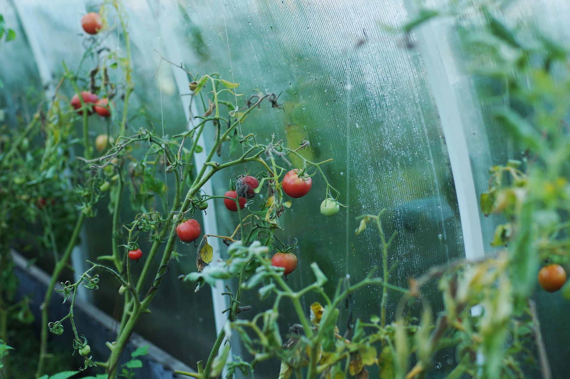 tomatoes 1180852_1920