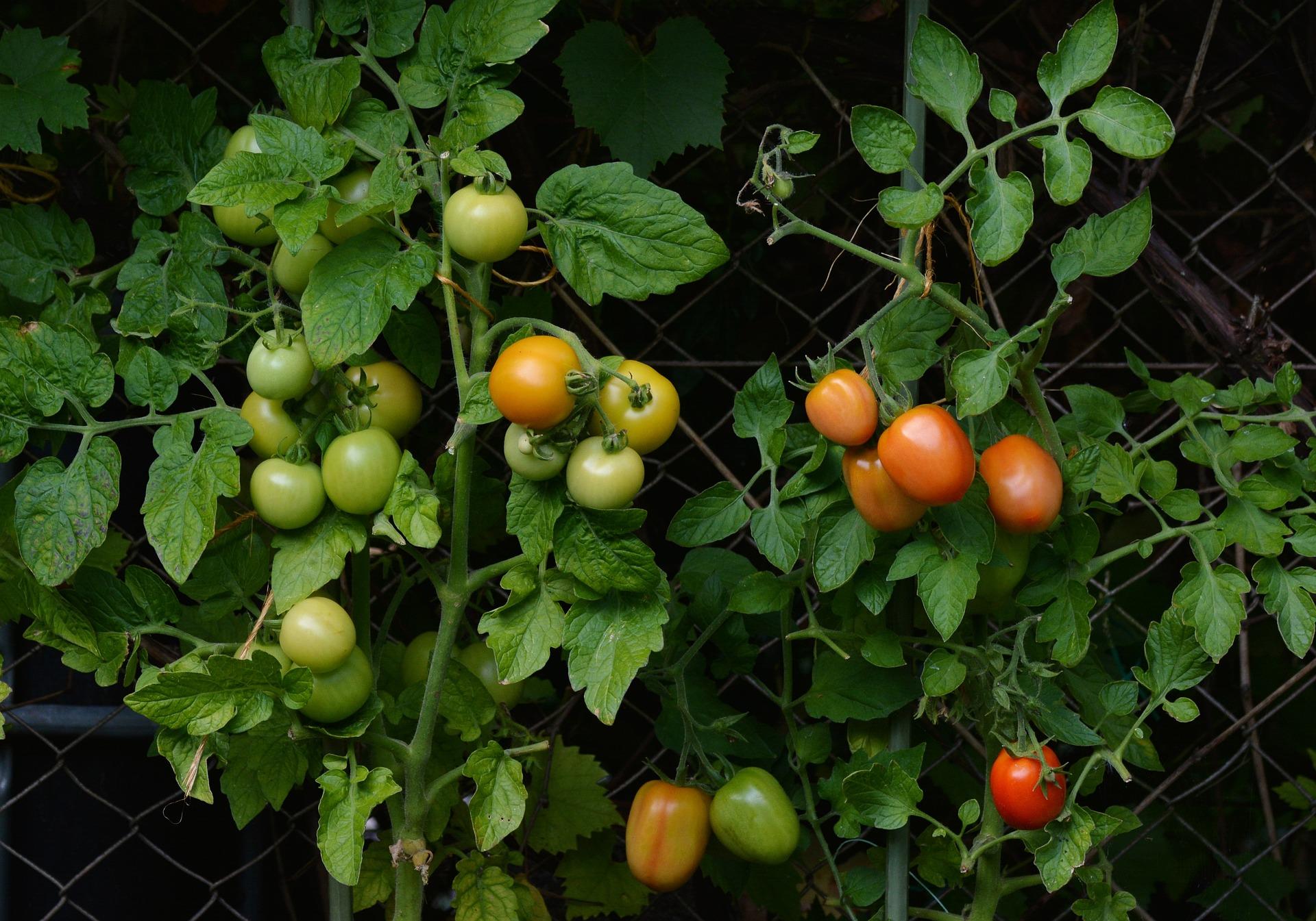tomatoes 1583145_1920