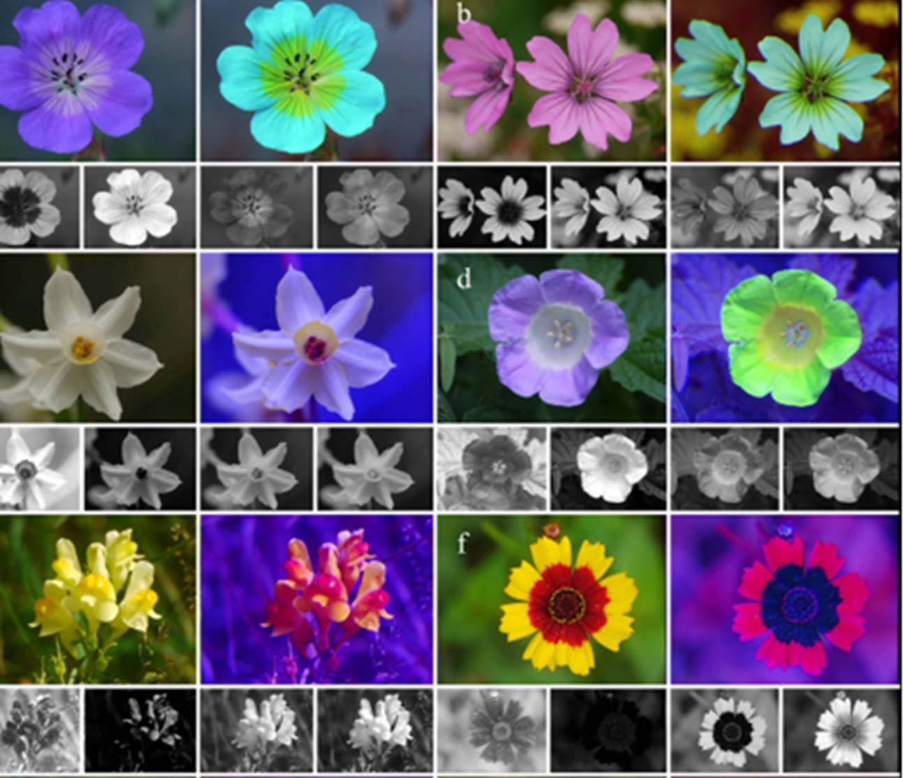 uploads/images/Uv Vs Human Visible Image