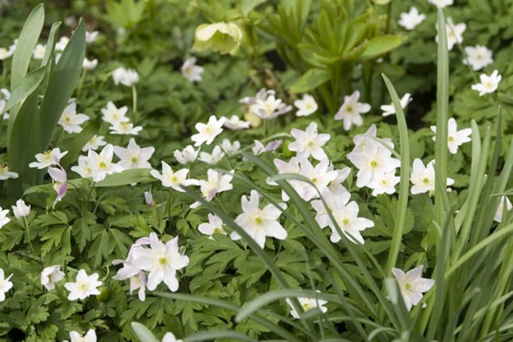 uploads/images/Wood Anemone